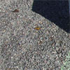 click here to visit point rays
